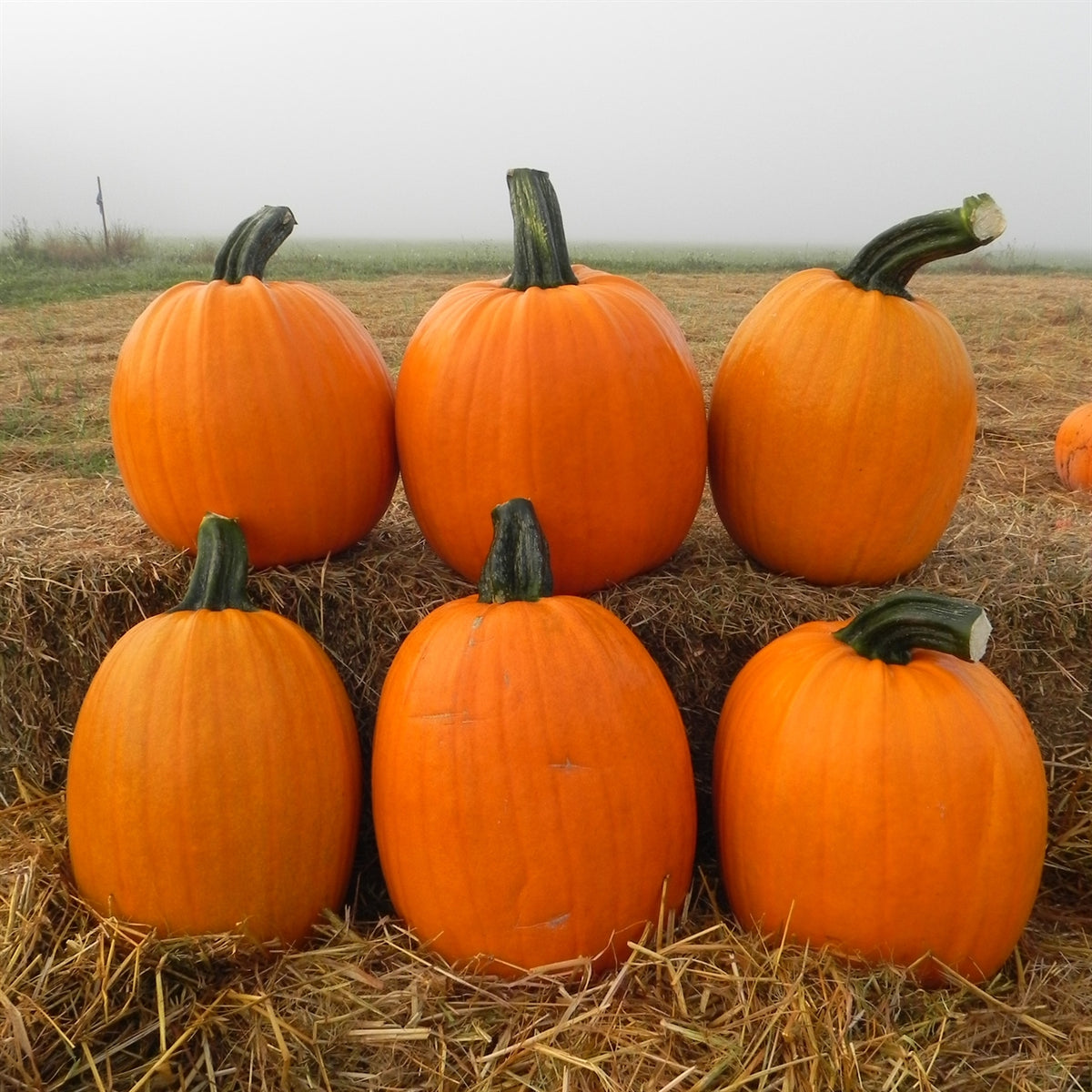 Large Stem Jack Pumpkins Ellis Home Garden large-stem-jack-pumpkins-ellis-home-garden