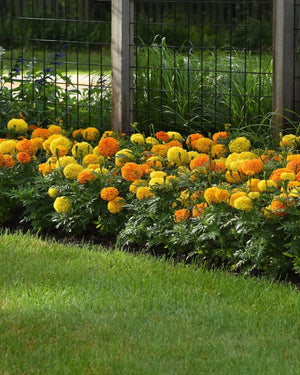 Flower Friday ~ Marigolds