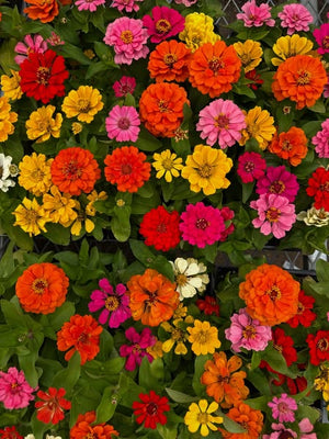 Flower Friday ~ Zinnias