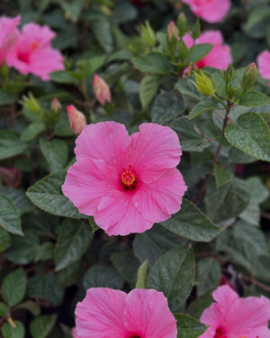 Flower Friday ~ Hibiscus