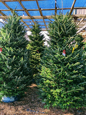 Caring for Your Fresh Cut Christmas Tree