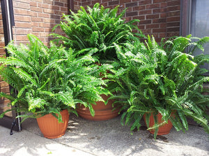 10" Kimberly Queen Ferns