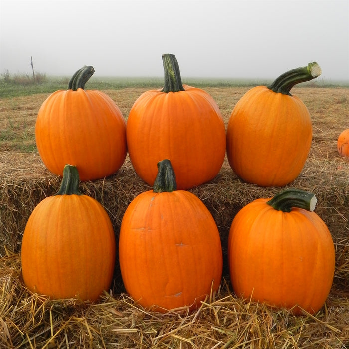 Large Stem Jack Pumpkins