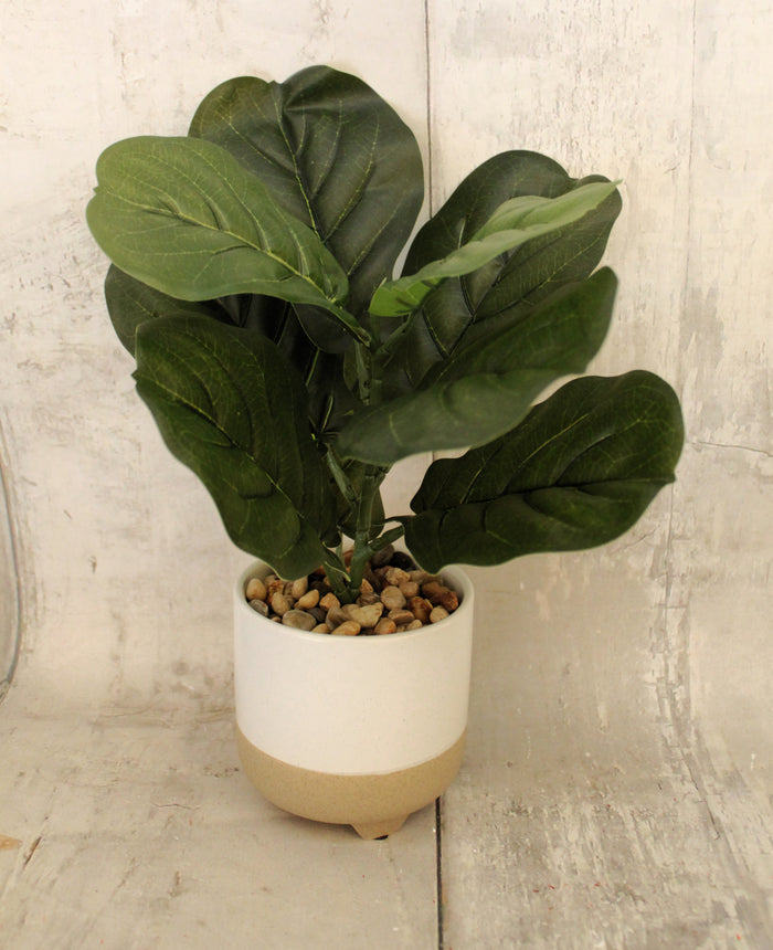 13.5" Lifelike Fiddleleaf Fig Planter