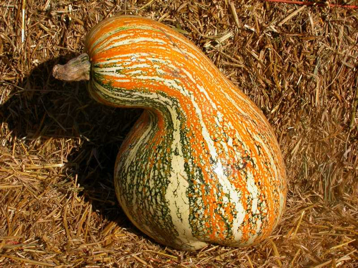 Cushaw – Ellis Home & Garden