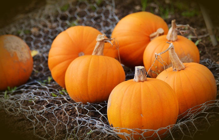 Small Pie Pumpkins