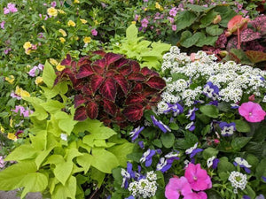 6 pack of Annuals
