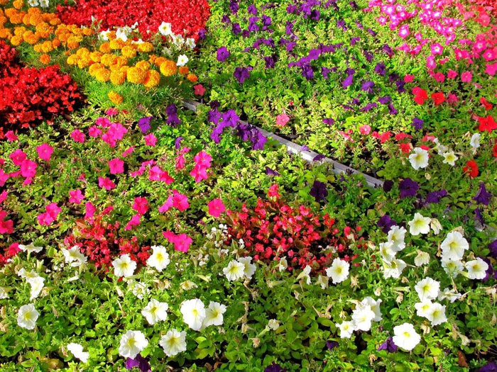 6 pack of Annuals