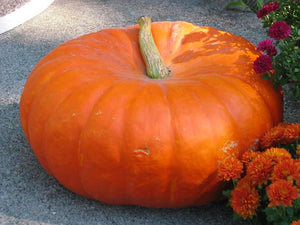 Cinderella Pumpkins