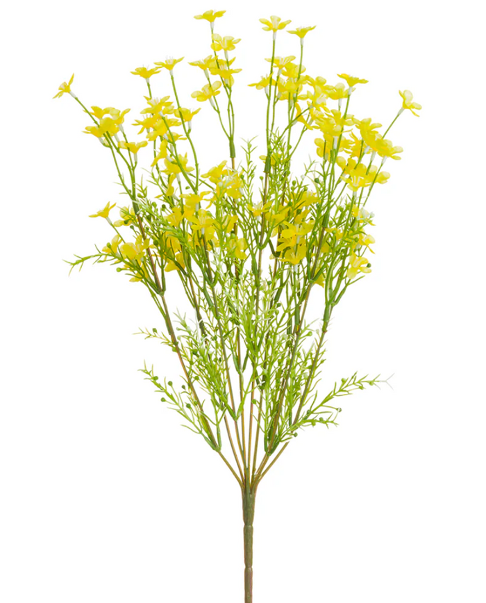18" Yellow Forget-Me-Not Bush