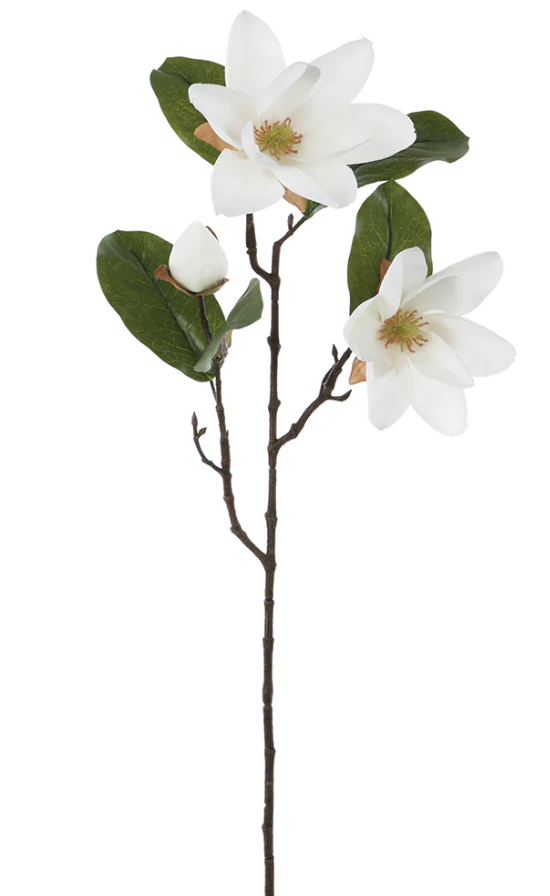 ☆Magnolia☆ Magnolia-Eternal-Fragrance-Z002 - PlantHaven International