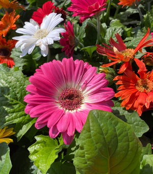 is gerbera an indoor plant 4.5" Gerbera Daisy