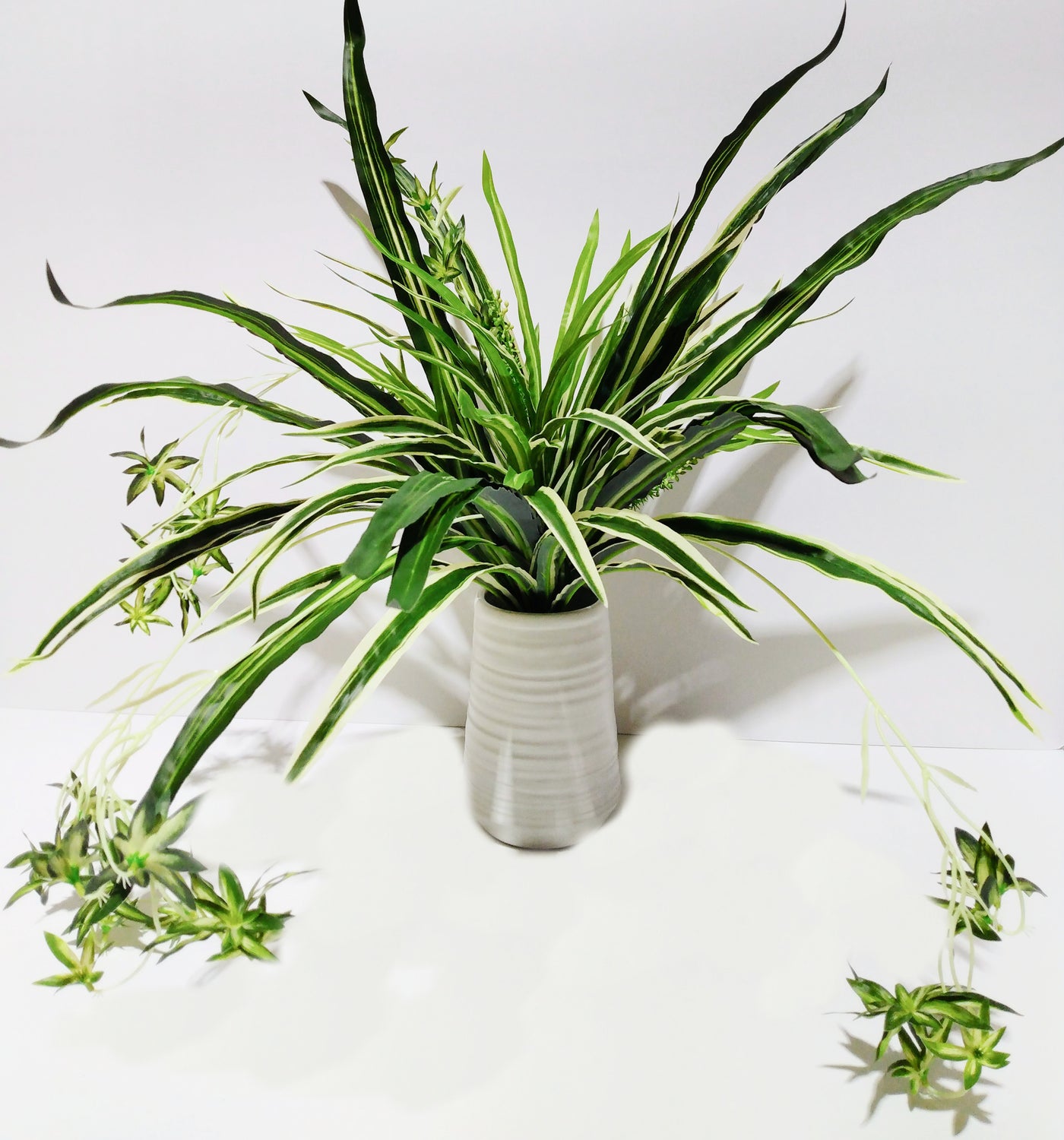 spider plant bush 25" Spider Plant Bush
