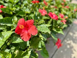 10" Tropical Hibiscus