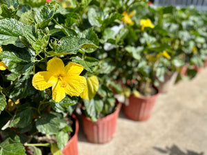 10" Tropical Hibiscus