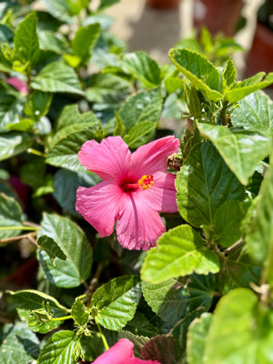 10" Tropical Hibiscus