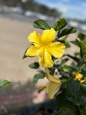 10" Tropical Hibiscus