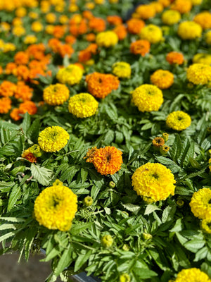6 pack of Annuals