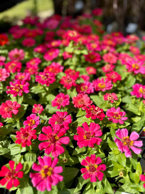 6 pack of Annuals