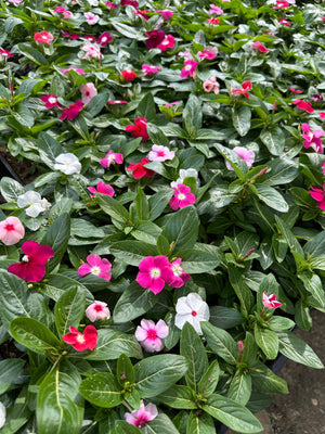 6 pack of Annuals