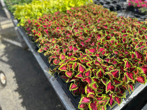 4" Premium Annuals