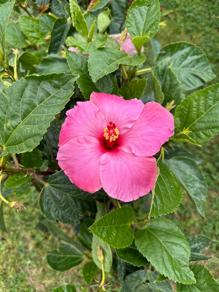 10" Tropical Hibiscus