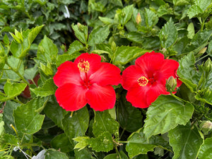 10" Tropical Hibiscus