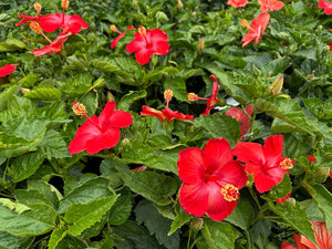 10" Tropical Hibiscus