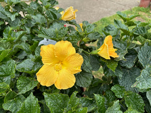 10" Tropical Hibiscus