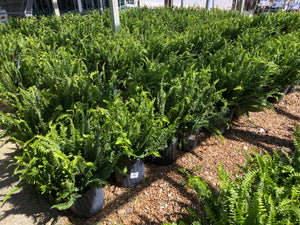 10" Kimberly Queen Ferns
