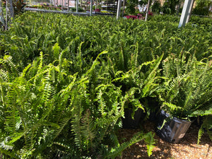 10" Kimberly Queen Ferns