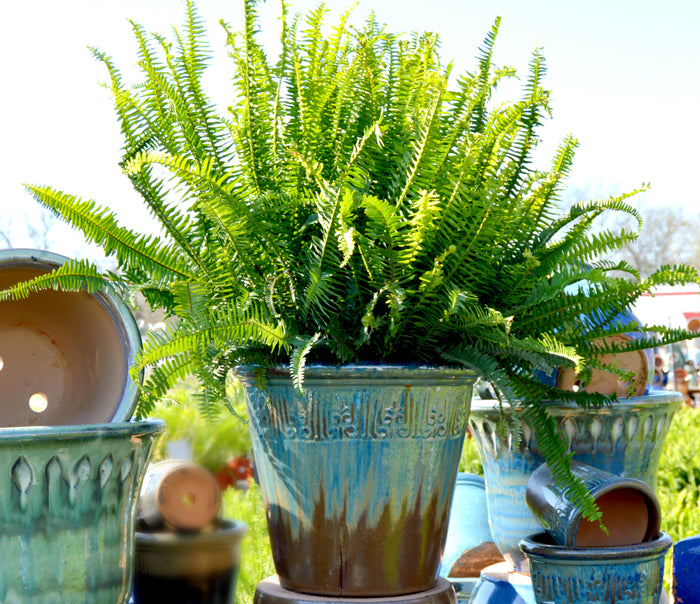 10" Kimberly Queen Ferns