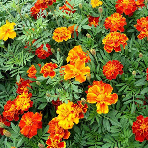 4" Premium Annuals