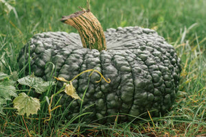 Choga Choga Pumpkins