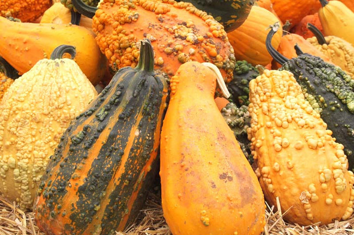 Monster Gourds