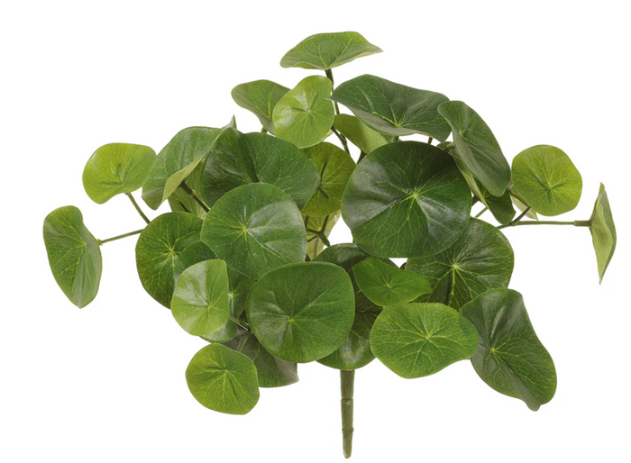 9" Stephania Erecta Bush