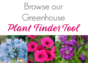  Browse Ellis Home and Garden's Plant Finder Tool to see all of the Greenhouse Plants that we carry year round. 