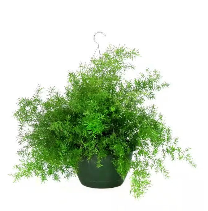 hanging plant fern 10" Asparagus Fern Hanging Basket – Ellis Home & Garden