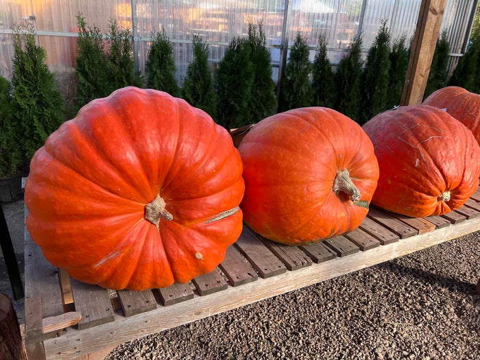 Big Mac Pumpkins