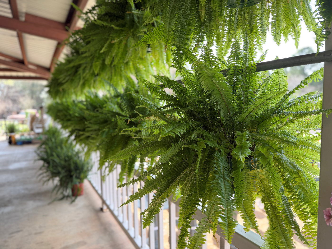 boston fern hanging planter 10" Deluxe Boston Fern Hanging Baskets – Ellis Home & Garden