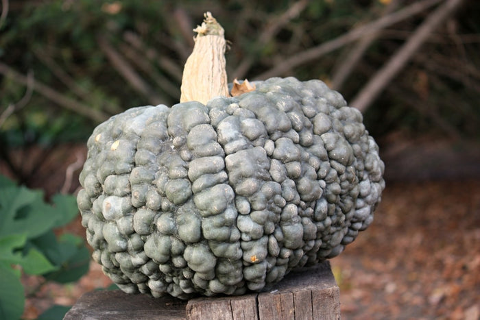 Choga Choga Pumpkins