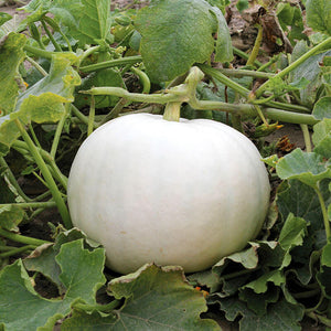 Crystal Star Pumpkins