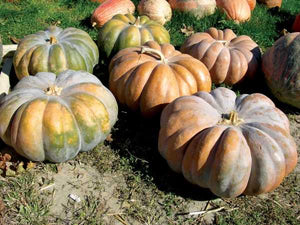 Fairytale Pumpkins