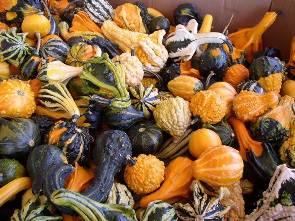 Washed & Waxed Gourds