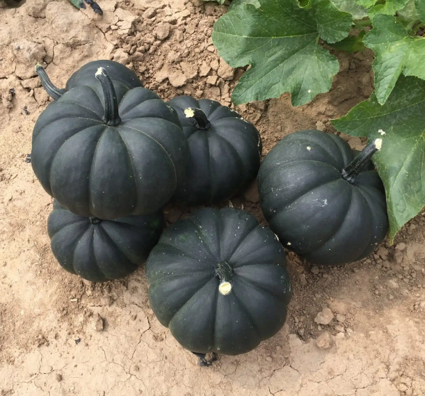 Mini Midnight Pumpkins – Ellis Home & Garden