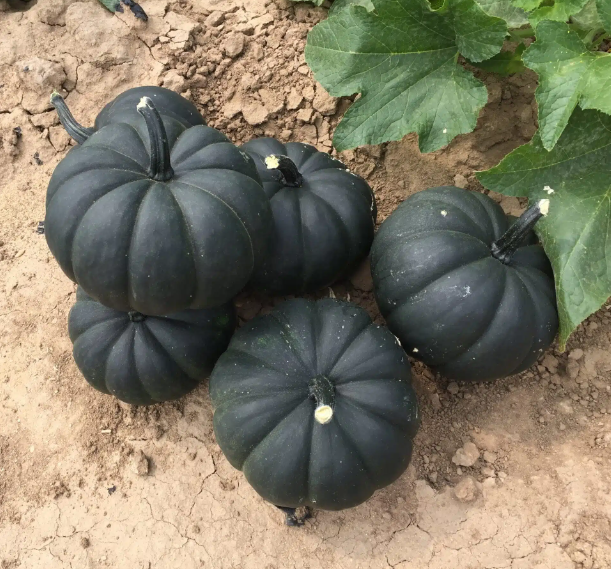 Mini Midnight Pumpkins