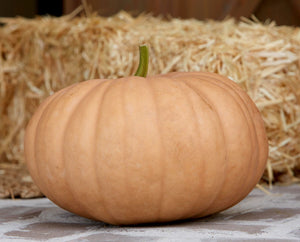 Cheddar Pumpkins