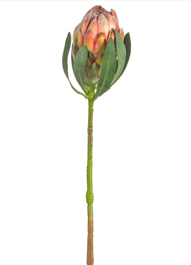 18.5" Orange Protea Bud Stem