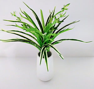 spider plant for office 19" Spider Plant Bush
