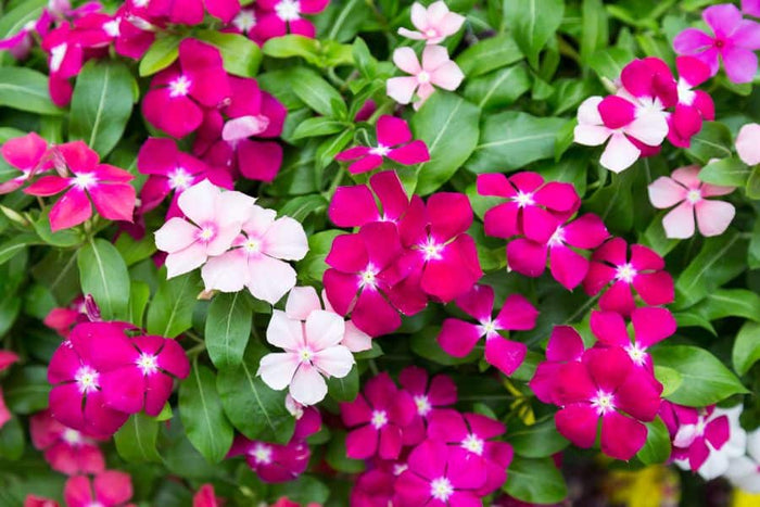 4" Premium Annuals
